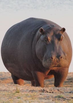 Hippopotamus