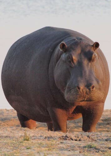 Hippopotamus