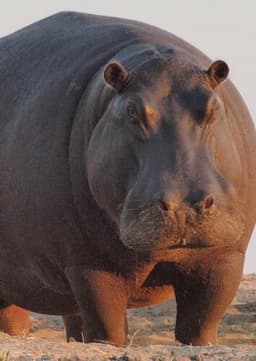 Hippopotamus