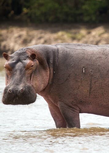 Hippopotamus