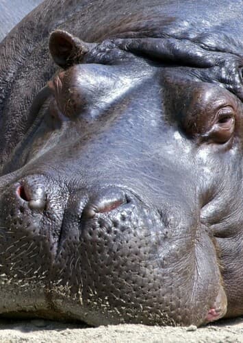 Hippopotamus