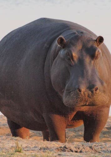 Hippopotamus