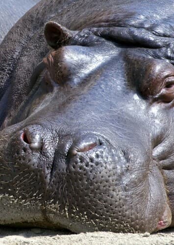 Hippopotamus