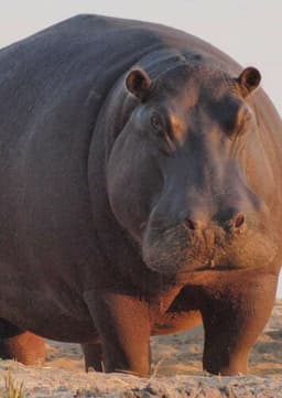 Hippopotamus