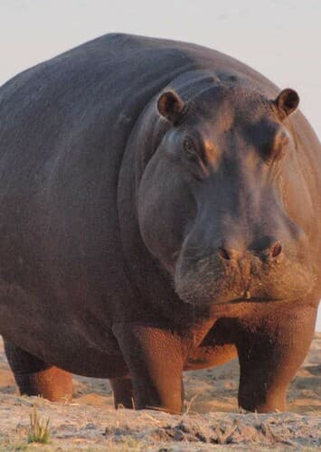 Hippopotamus