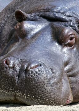 Hippopotamus