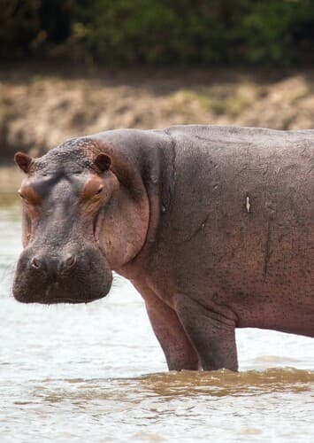 Hippopotamus