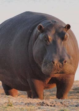Hippopotamus