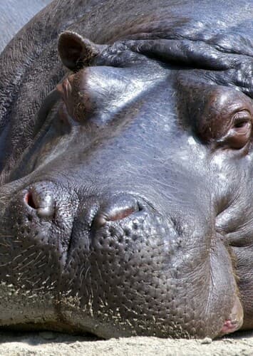 Hippopotamus