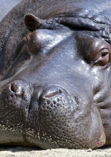 Hippopotamus