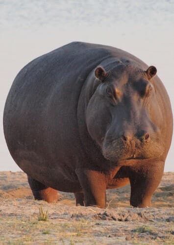 Hippopotamus