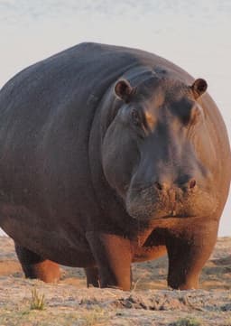 Hippopotamus
