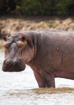 Hippopotamus