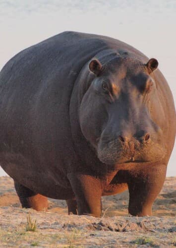 Hippopotamus