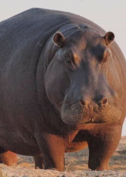 Hippopotamus