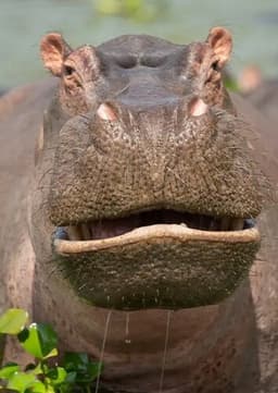 Hippopotamus