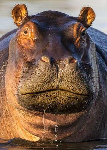 Hippopotamus
