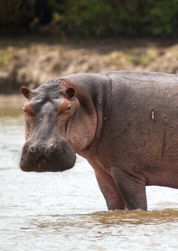 Hippopotamus