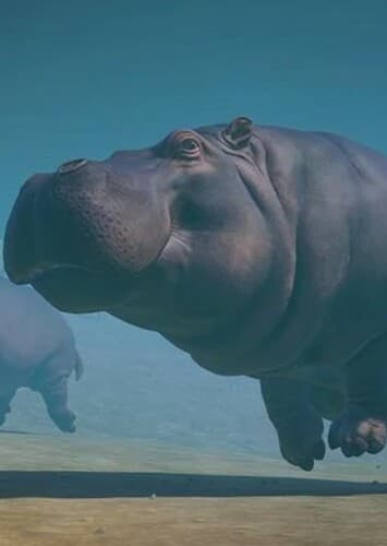 Hippopotamus