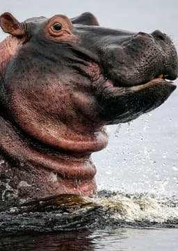 Hippopotamus