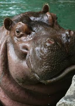 Hippopotamus
