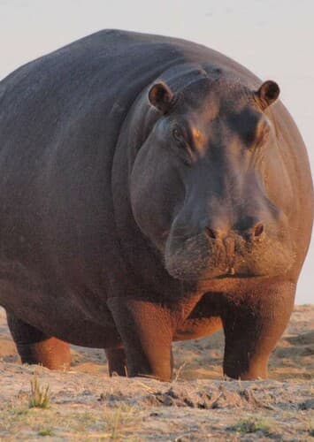Hippopotamus