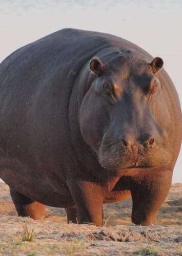 Hippopotamus