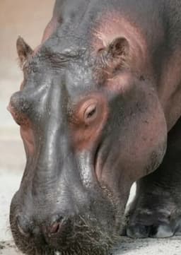 Hippopotamus