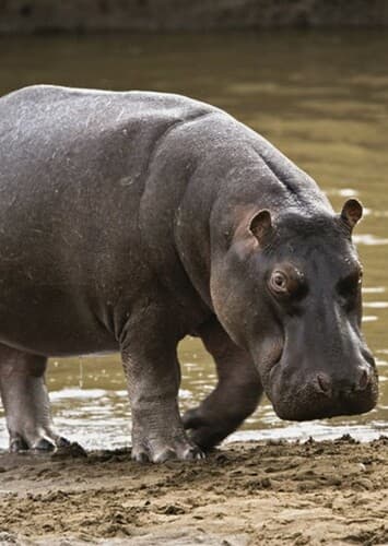 Hippopotamus