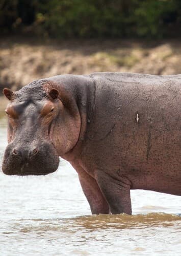 Hippopotamus