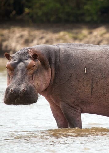 Hippopotamus