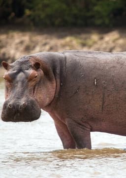 Hippopotamus