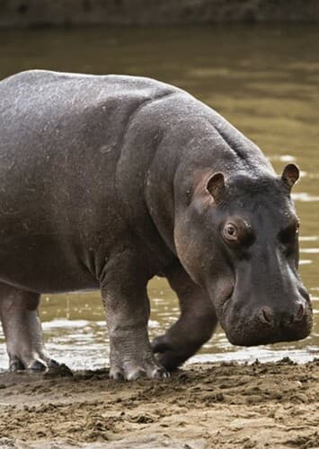 Hippopotamus