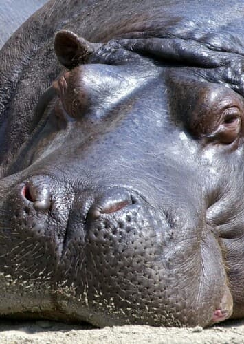 Hippopotamus