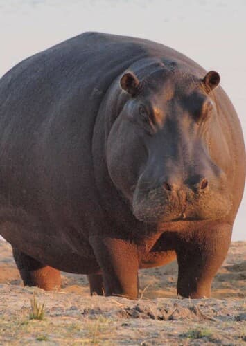 Hippopotamus