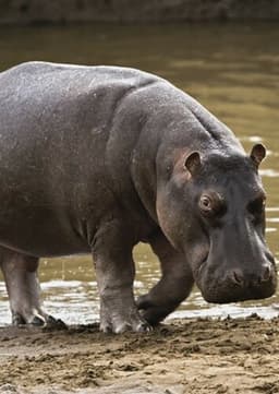 Hippopotamus