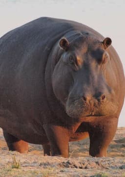 Hippopotamus