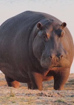 Hippopotamus