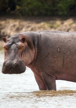 Hippopotamus