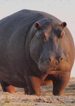 Hippopotamus