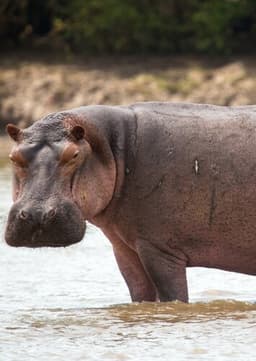 Hippopotamus