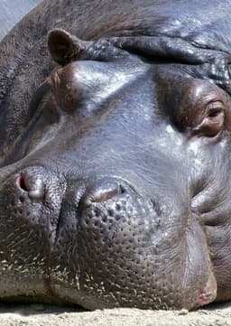 Hippopotamus