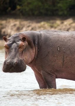Hippopotamus