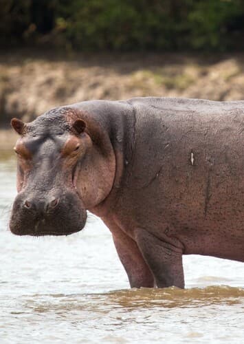 Hippopotamus
