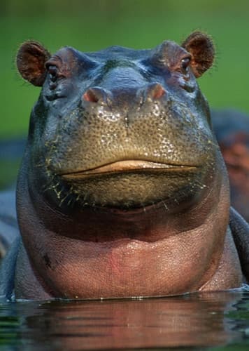 Hippopotamus