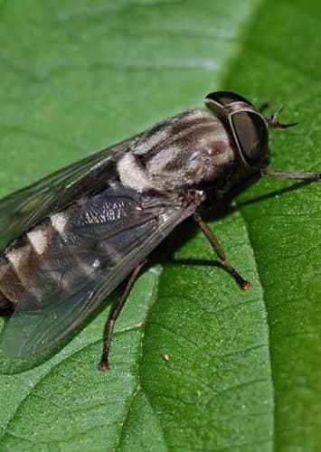 Horsefly