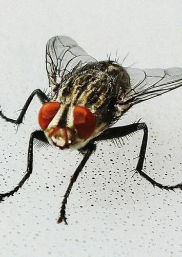House Fly