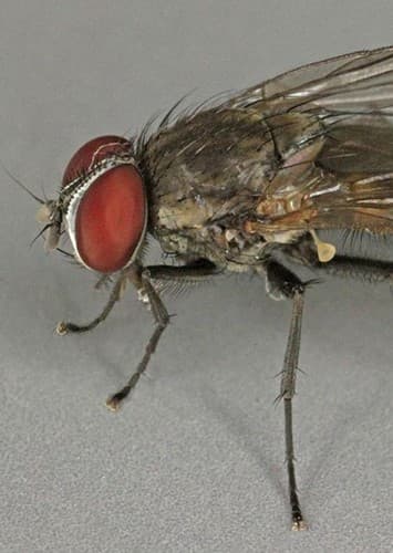 House FLy