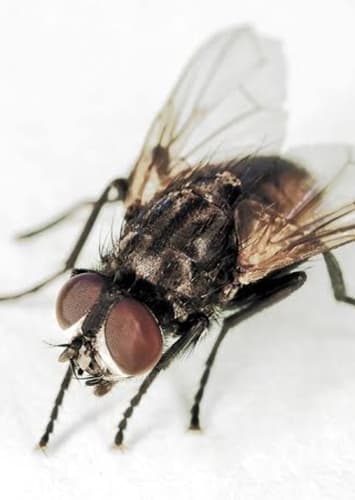 House Fly