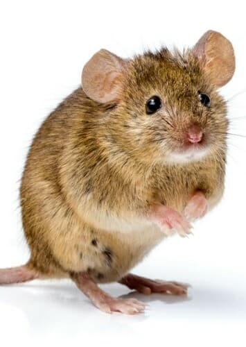 House Mouse
